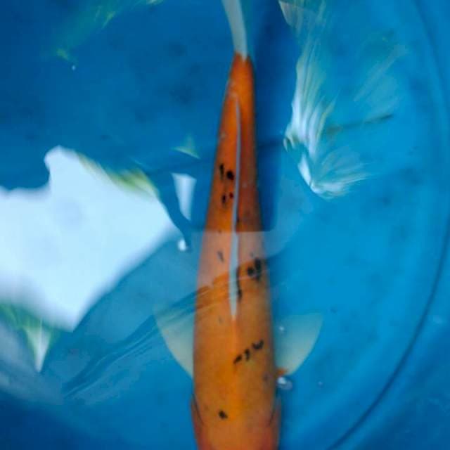 Jumbo Bekko