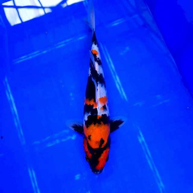 Showa Male