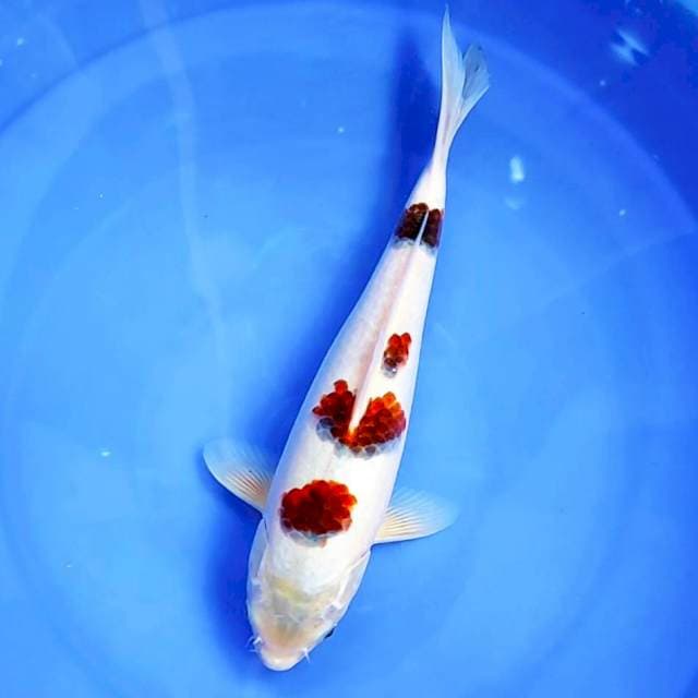 3. Goromo 3 Step || 30 cm