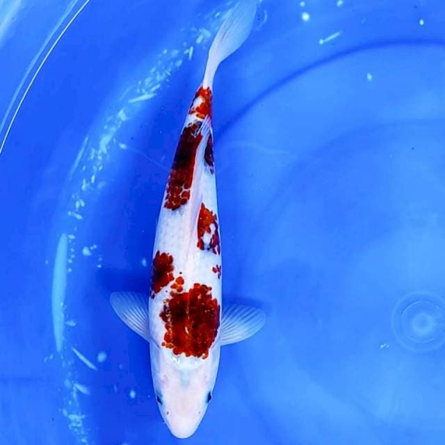 4. Goromo || 31 cm || Jantan