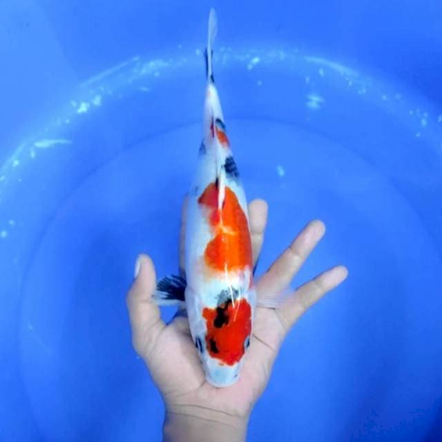 5. Maruten Showa || 30 cm