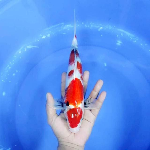 7. Maruten Kindai Showa || 30 cm