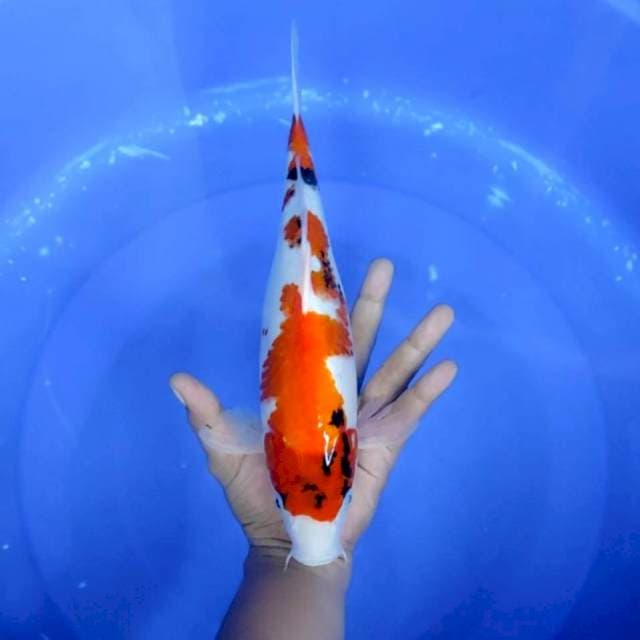 8. Showa || 30 cm