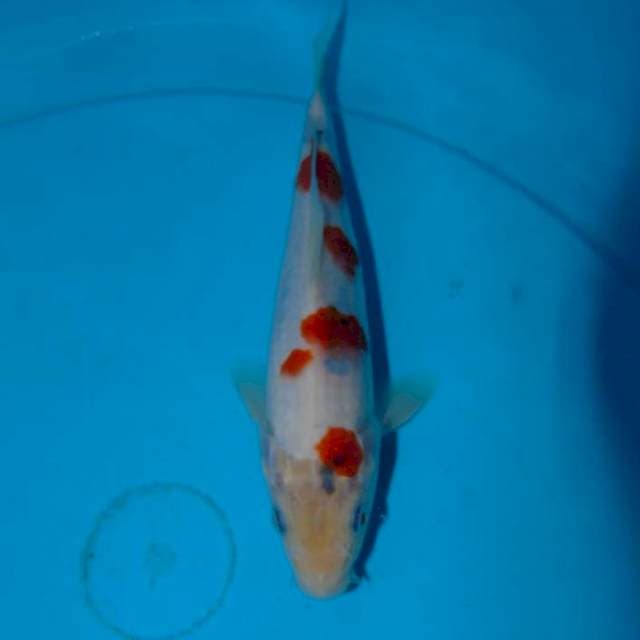 Kindai showa Tategoi (20cm)