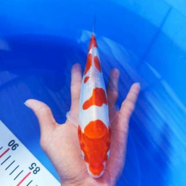 KOHAKU DOIT 23CM