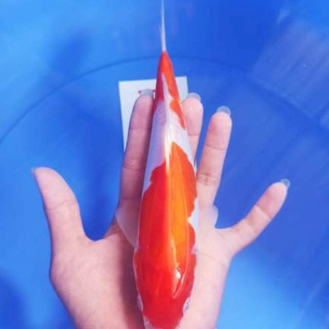 KOHAKU DOIT 22CM