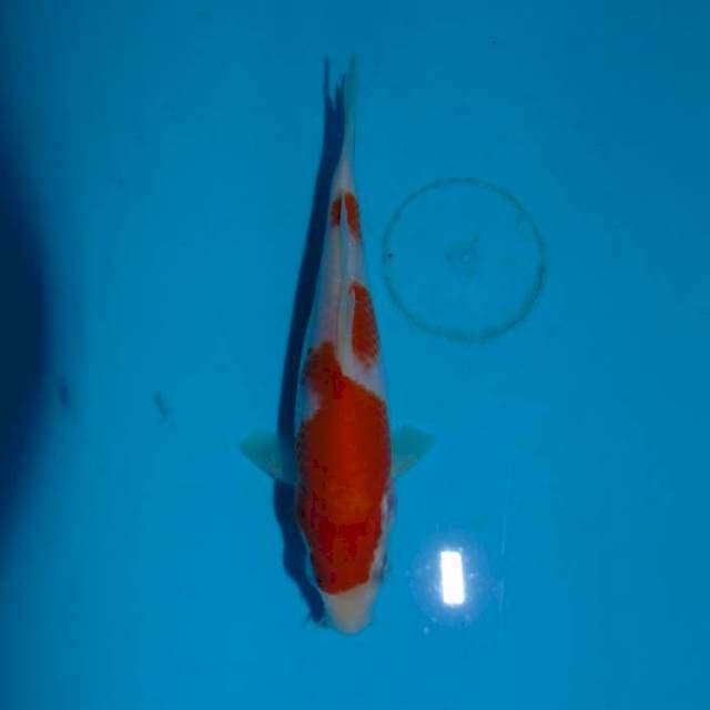 Bahan keeping Kohaku (14cm)
