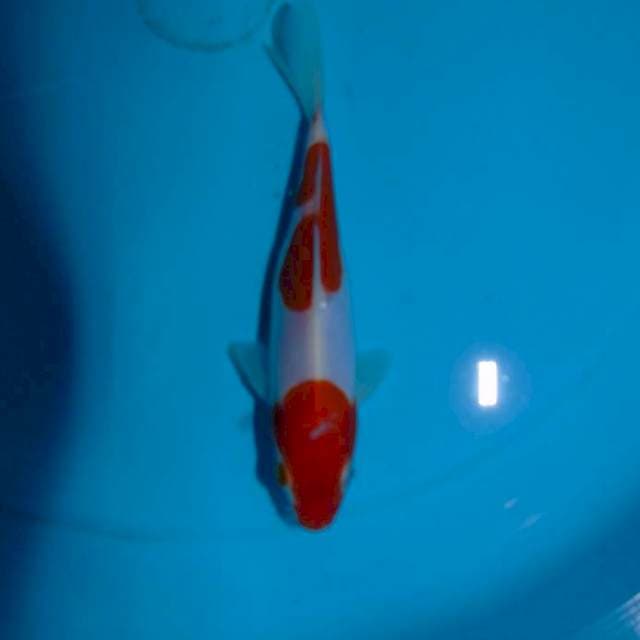 Doitsu Murni kohaku (15cm)