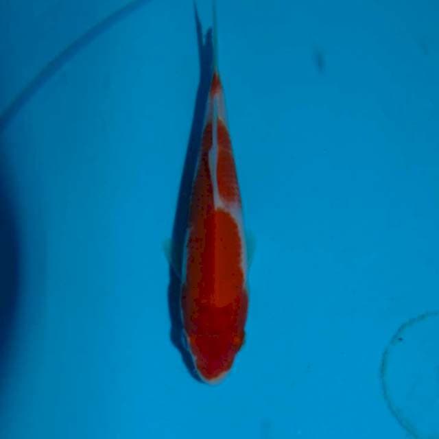 Bahan keeping Kohaku (13cm)