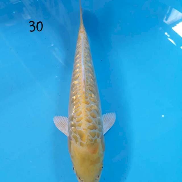 Shayrini