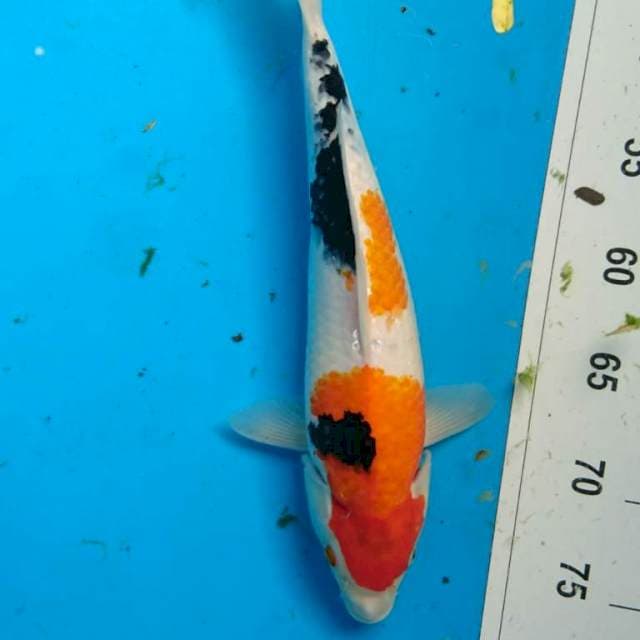 Showa 33 cm