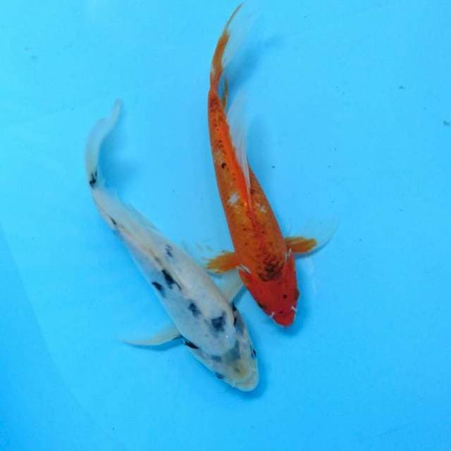 Duo kumpay