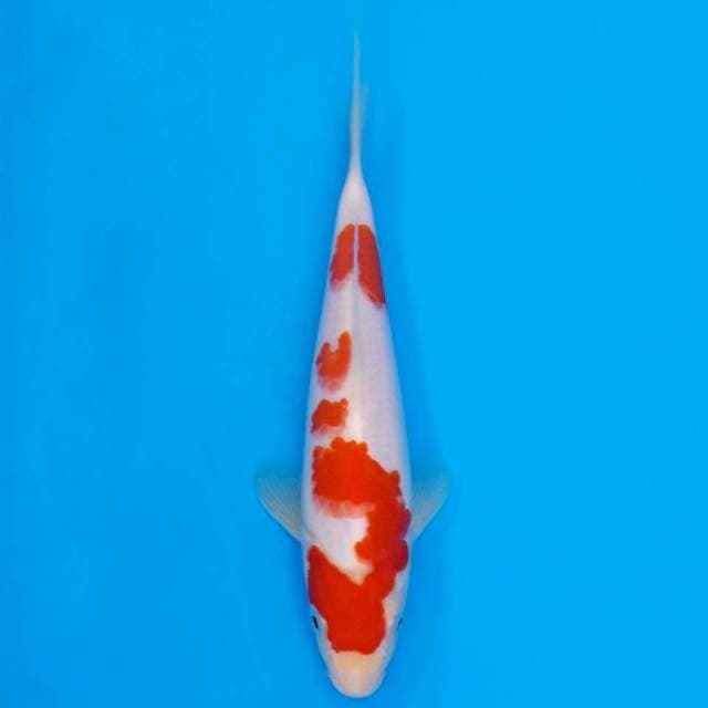 kohaku 20cm HQ