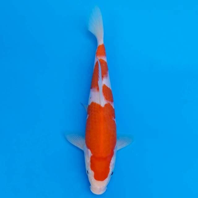 kohaku 24cm HQ
