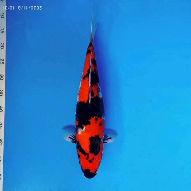BANZAI 7 ~ SHOWA SANSOKU ™