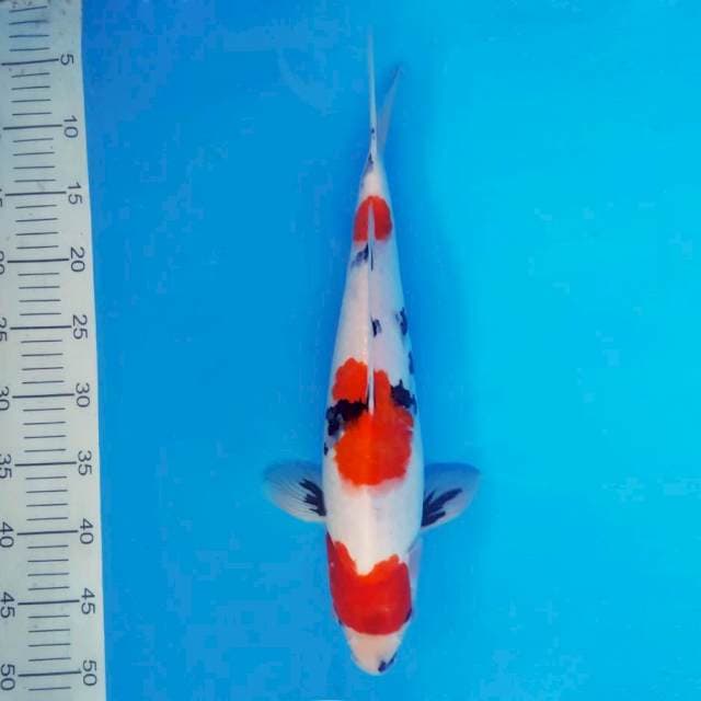 ASAGIRI 12 ~ SHOWA EVOLUTION ™