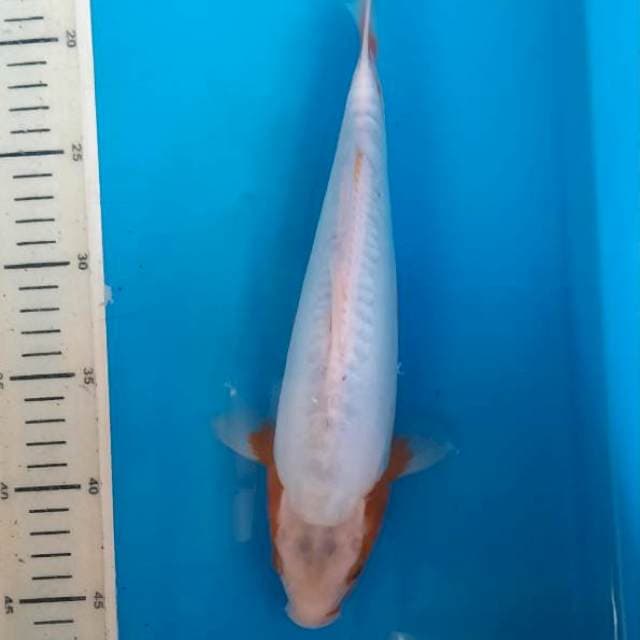 Koshui 28cm
