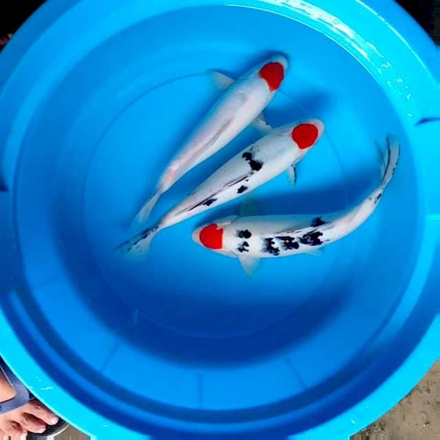 Triple Tancho Sanke & Tancho Kohaku