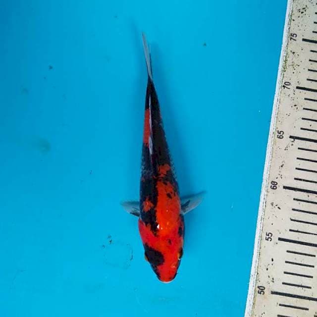 Hi showa 22 cm