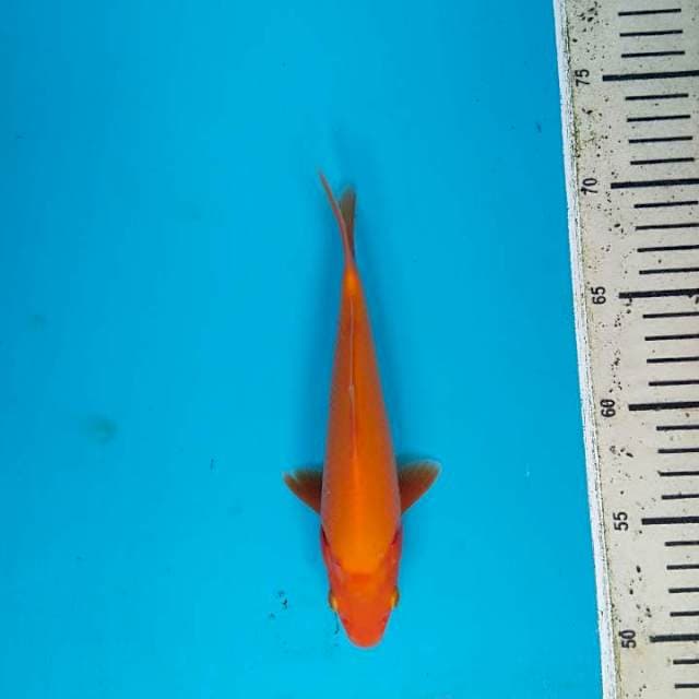 Benigoi plus 20 cm