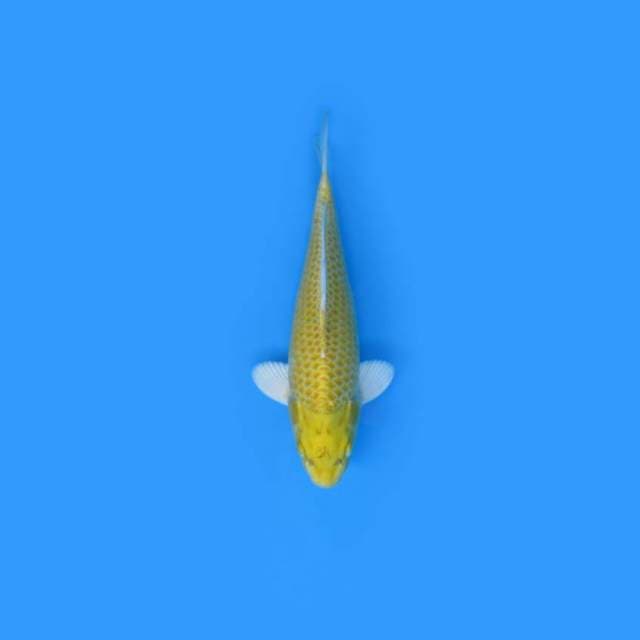31CM - Ogon