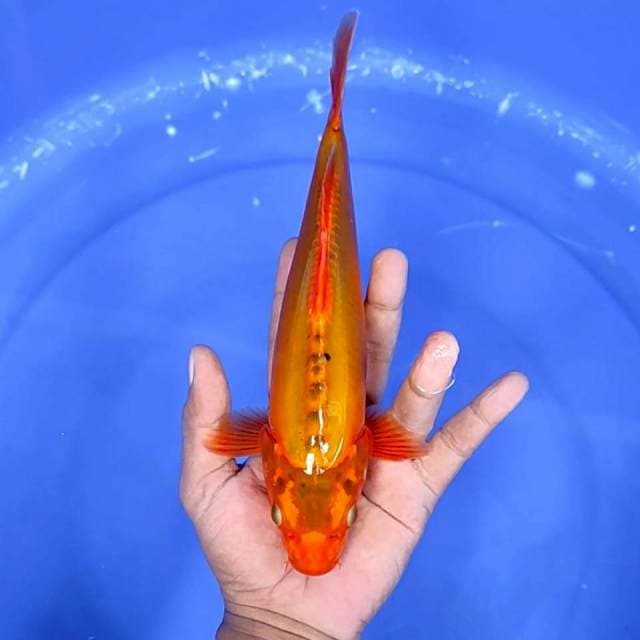 doitsu size : 25 cm