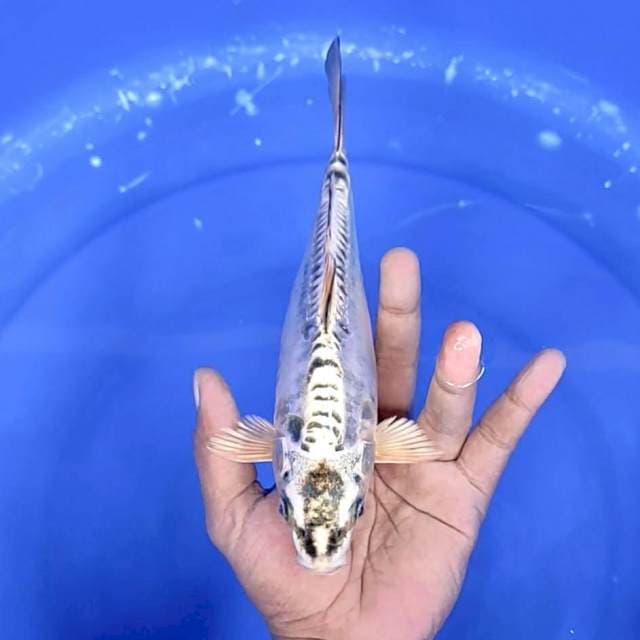 doitsu size : 23 cm