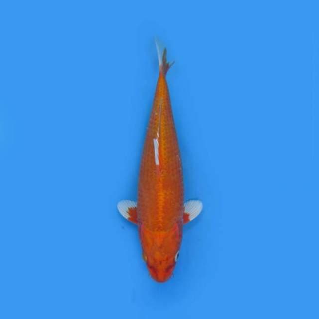 27CM - Orenji Ogon