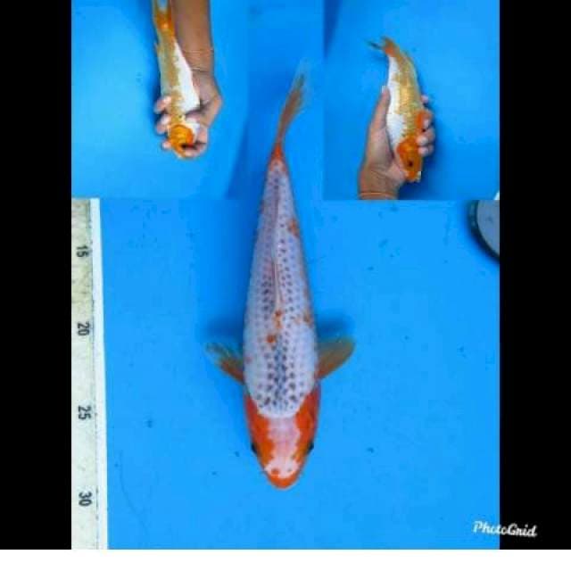 Asagi 25bu