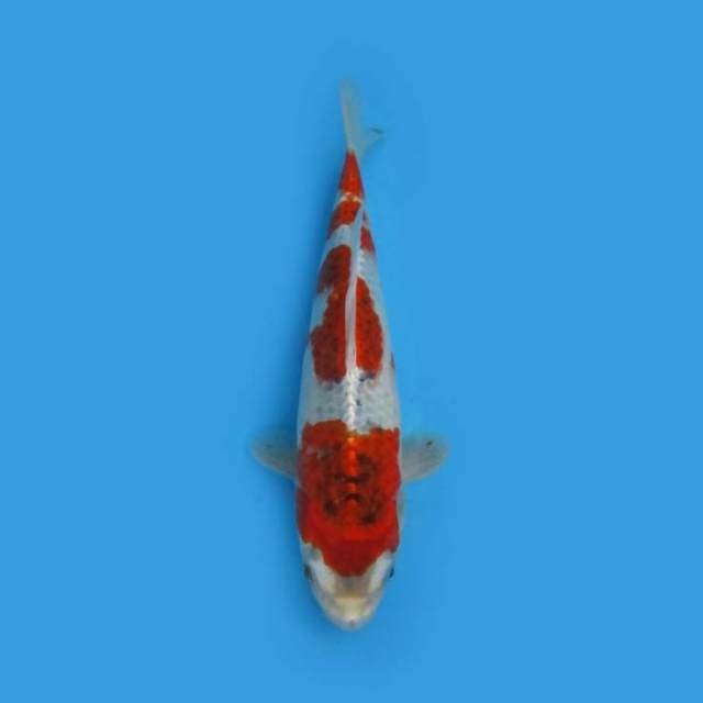 31CM - Red Kujaku