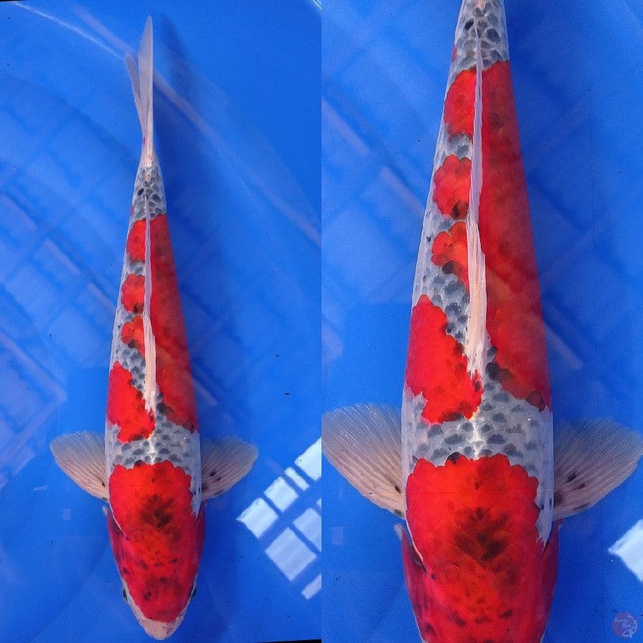 SUPER RED GOSHIKI HIGH QUALITY