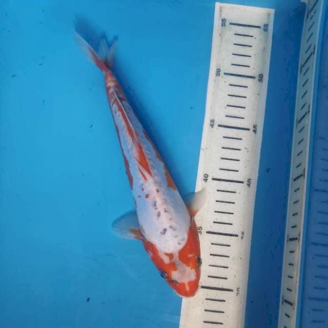 Kosui, 25cm
