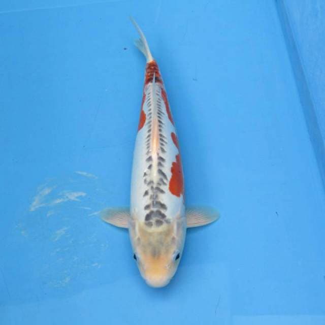 Shusui import certy breeder