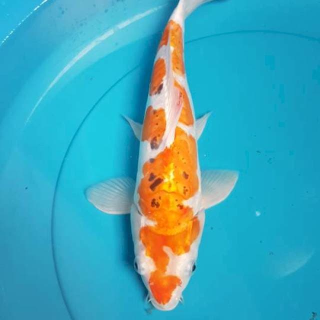 DOITSU KIKO INAZUMA ORI 33