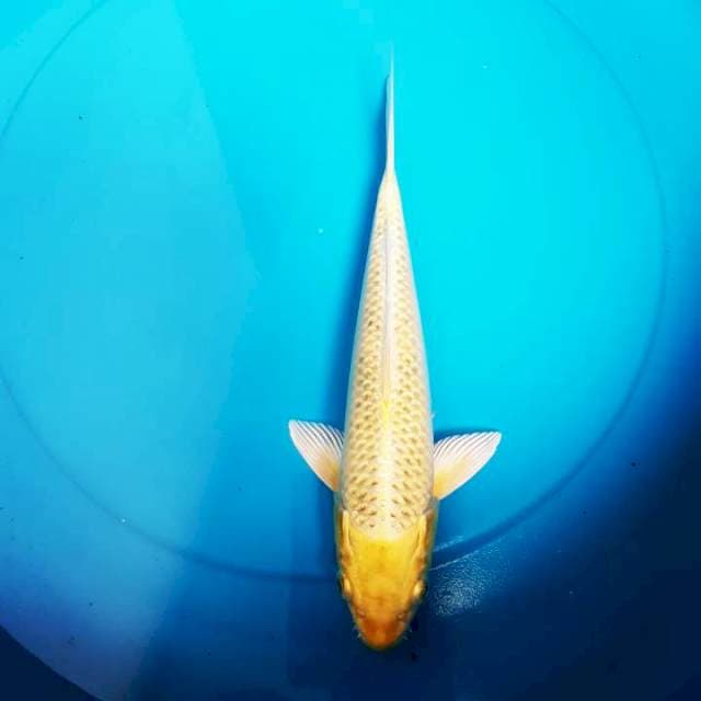 OGON 30