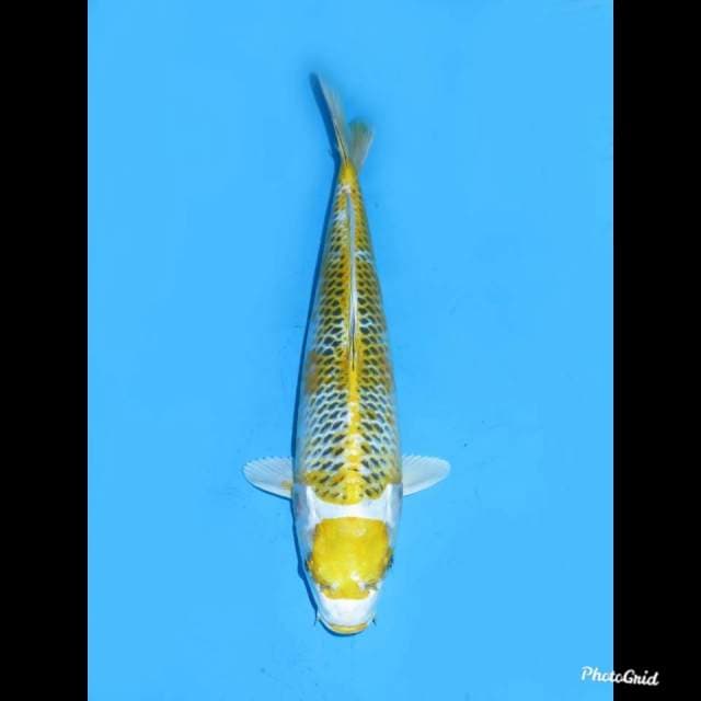 33cm Male , Super Unique