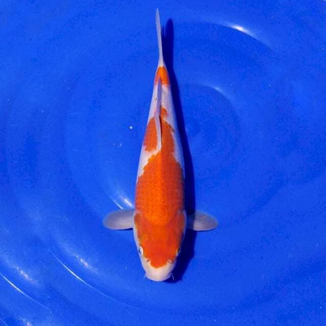 Kohaku original