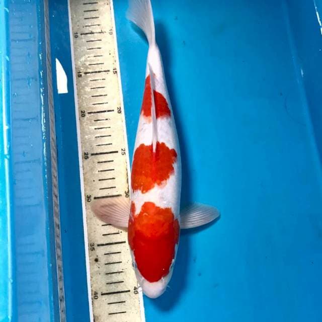 Kohaku, male 35 cm