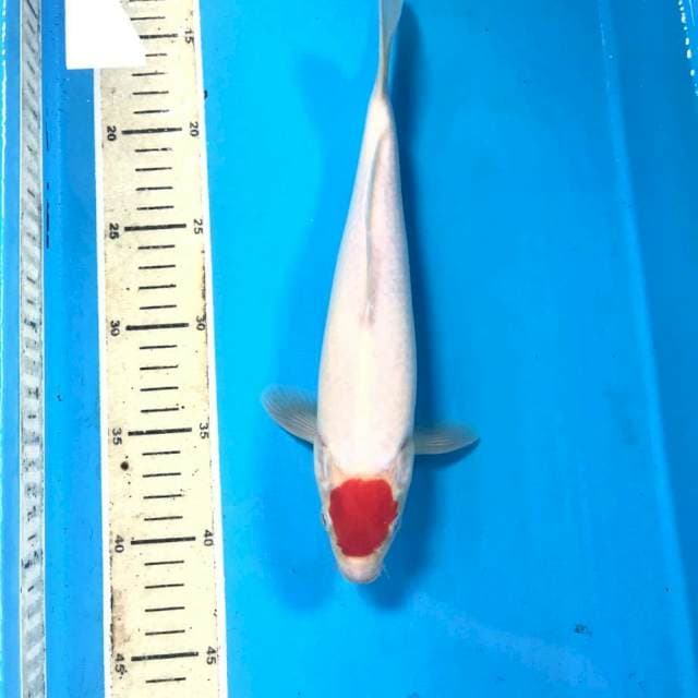 Tancho Kohaku, male 28 cm