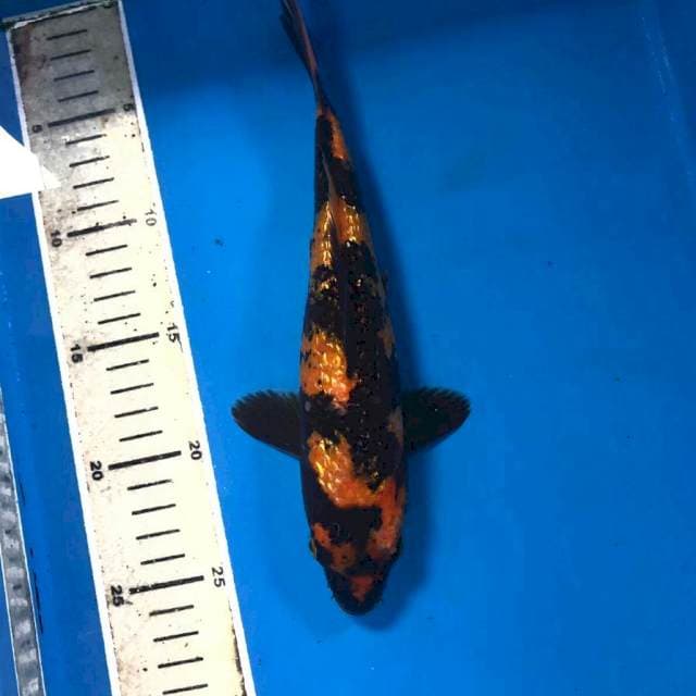Hi Utsuri Ginrin, 25 cm