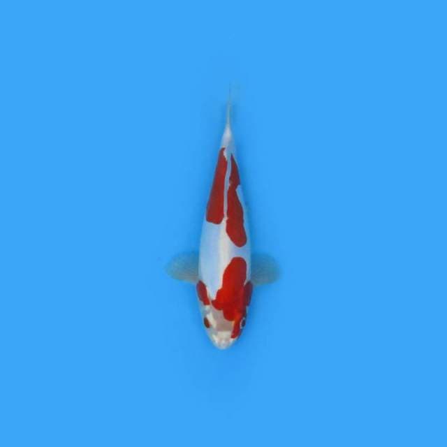 26CM - Kikushui