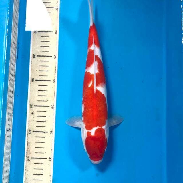 Kohaku, male 32 cm