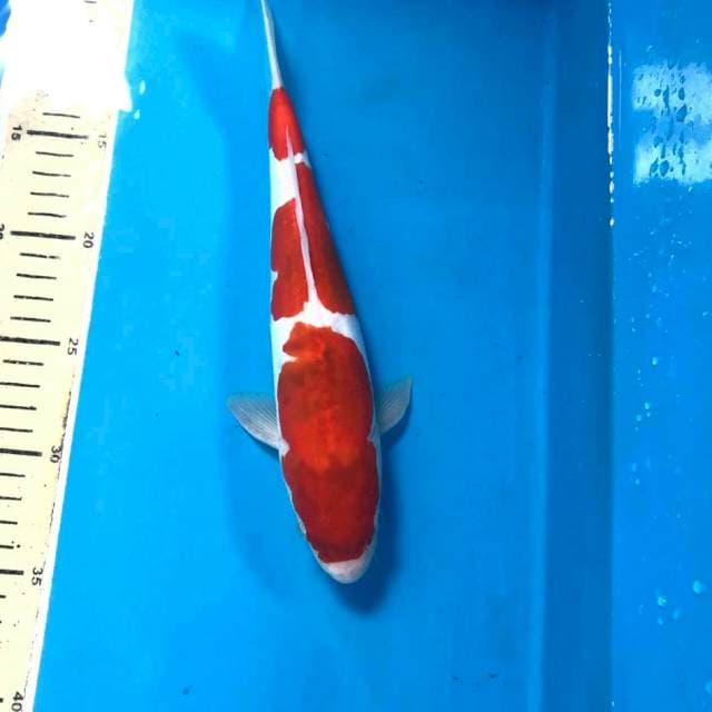 Ai Goromo Doitsu, 28 cm