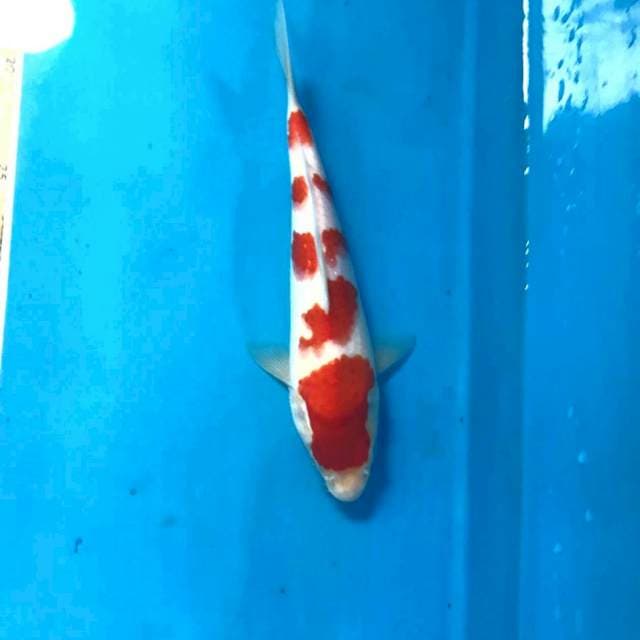 Kohaku, 22 cm