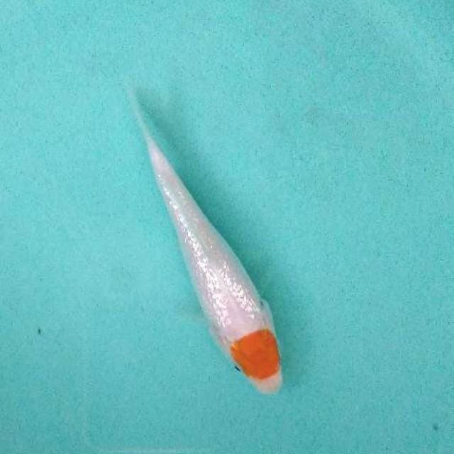 Baby tancho kohaku ginrin