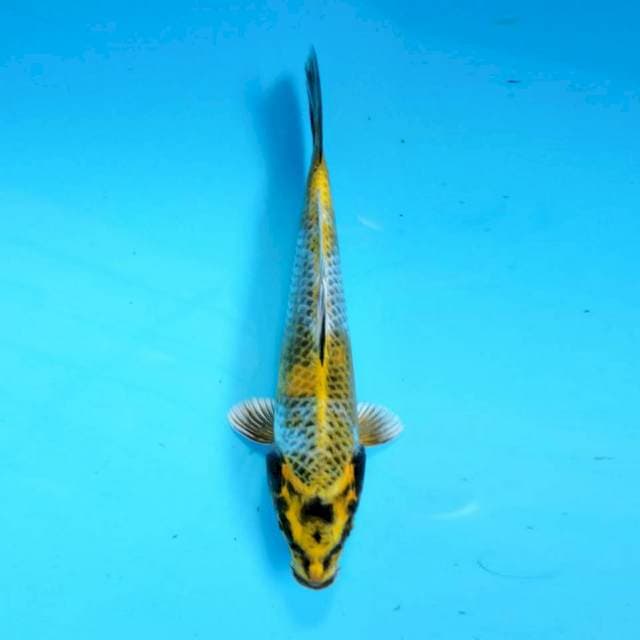 Kin ki showa 22 cm