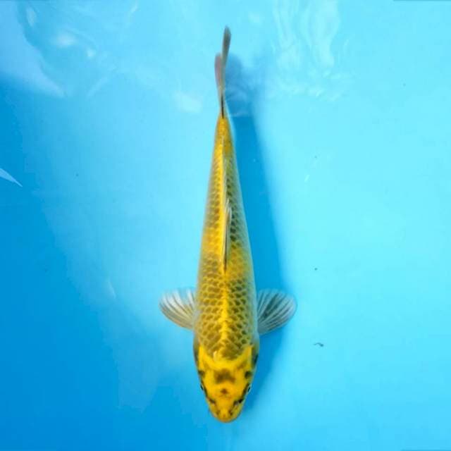 Kin ki showa 23 cm
