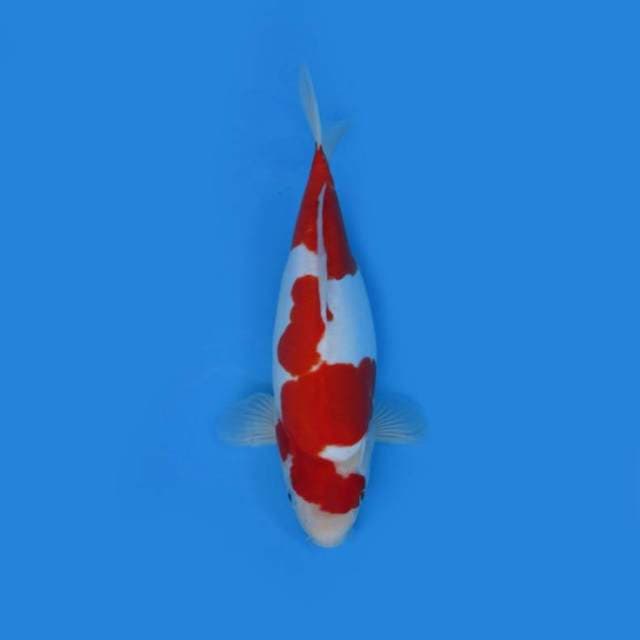 35CM - Kohaku Doitsu