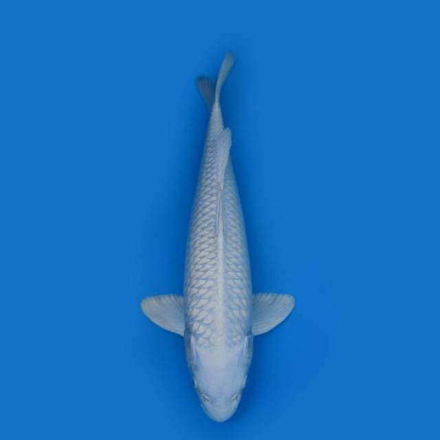 39CM - Platinum Ogon