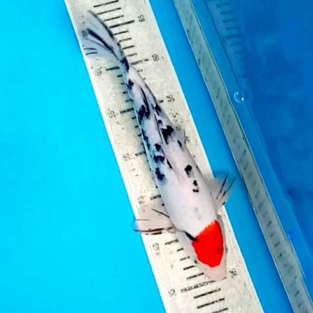 TANCHO SANKE 30CM JANTAN
